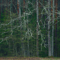 Białowieża National Park, Białowieża Forest