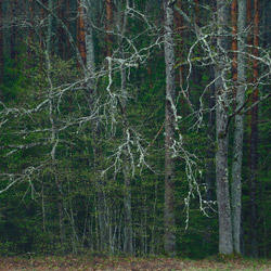 Białowieski Park Narodowy, Puszcza Białowieska