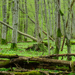 Białowieski Park Narodowy, Puszcza Białowieska