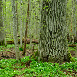 Białowieża National Park, Białowieża Forest