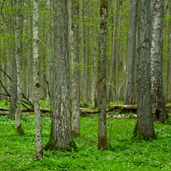 Białowieża National Park, Białowieża Forest