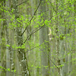 Białowieża National Park, Białowieża Forest