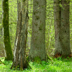 Białowieża National Park, Białowieża Forest