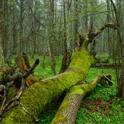 Białowieża National Park, Białowieża Forest