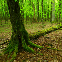 Parczew Forests Nature Reserve, Parczew Forests