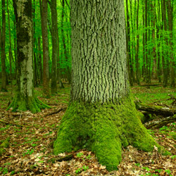 Parczew Forests Nature Reserve, Parczew Forests