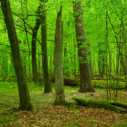 Parczew Forests Nature Reserve, Parczew Forests