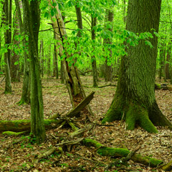 Parczew Forests Nature Reserve, Parczew Forests