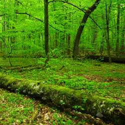 Parczew Forests Nature Reserve, Parczew Forests