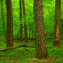 Parczew Forests Nature Reserve, Parczew Forests