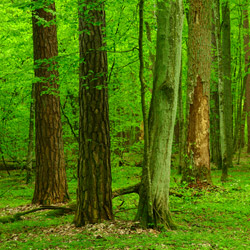 Parczew Forests Nature Reserve, Parczew Forests