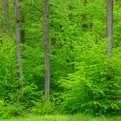 Parczew Forests