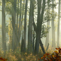 Parczew Forests, Łęczna Lakes Landscape Park