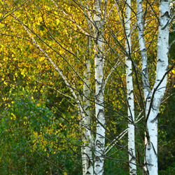 Birches, Bilgoraj Plain