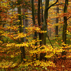 Szczebrzeszyński Park Krajobrazowy, Roztocze Zachodnie