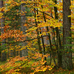 Szczebrzeszyński Park Krajobrazowy, Roztocze Zachodnie