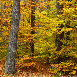 Szczebrzeszyński Park Krajobrazowy, Roztocze Zachodnie