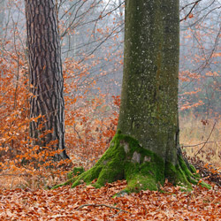 Sieniawa Forests, Tarnogrod Plateau