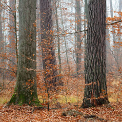 Sieniawa Forests, Tarnogrod Plateau