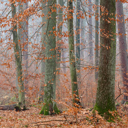 Sieniawa Forests, Tarnogrod Plateau