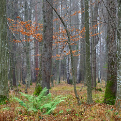 Sieniawa Forests, Tarnogrod Plateau