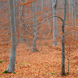 Sieniawa Forests, Tarnogrod Plateau