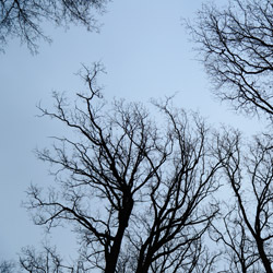 Sieniawa Forests, Tarnogrod Plateau