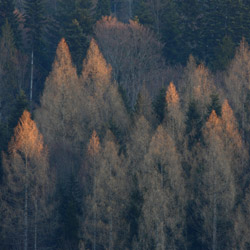 Park Krajobrazowy Doliny Sanu, Bieszczady Zachodnie