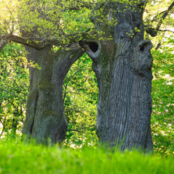 Oaks, Strzyżów Foothills