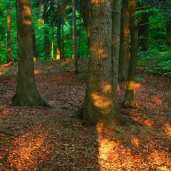 Rezerwat przyrody Herby, Czarnorzecko-Strzyżowski Park Krajobrazowy, Pogórze Dynowskie