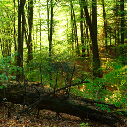 Herby Nature Reserve, Dynów Foothills