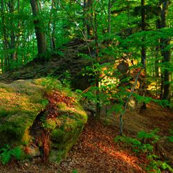 Rezerwat przyrody Herby, Czarnorzecko-Strzyżowski Park Krajobrazowy, Pogórze Dynowskie