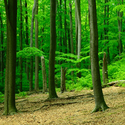 Wielki Las Nature Reserve, Strzyżów Foothills