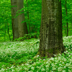 Solska Primeval Forest Landscape Park, East Roztocze