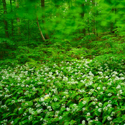 Solska Primeval Forest Landscape Park, East Roztocze