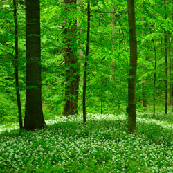 Solska Primeval Forest Landscape Park, East Roztocze