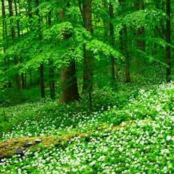 Solska Primeval Forest Landscape Park, East Roztocze