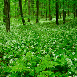 Solska Primeval Forest Landscape Park, East Roztocze