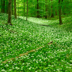 Solska Primeval Forest Landscape Park, East Roztocze