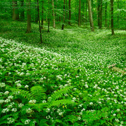 Solska Primeval Forest Landscape Park, East Roztocze