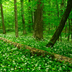 Solska Primeval Forest Landscape Park, East Roztocze