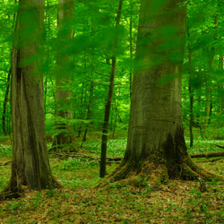 Solska Primeval Forest Landscape Park, East Roztocze