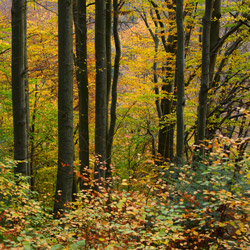 Rezerwat przyrody Herby, Czarnorzecko-Strzyżowski Park Krajobrazowy, Pogórze Dynowskie