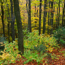 Rezerwat przyrody Herby, Czarnorzecko-Strzyżowski Park Krajobrazowy, Pogórze Dynowskie