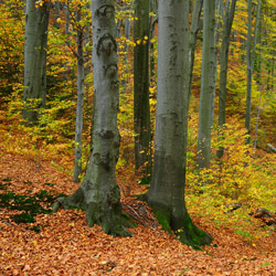 Herby Nature Reserve, Dynów Foothills