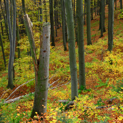 Herby Nature Reserve, Dynów Foothills