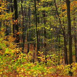 Herby Nature Reserve, Dynów Foothills