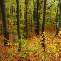 Herby Nature Reserve, Dynów Foothills