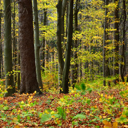 Herby Nature Reserve, Dynów Foothills