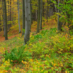 Mountain CheĹm Nature Reserve, Strzyżów Foothills